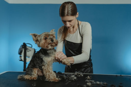 How to Groom a Dog? A Complete Guide to Dog Grooming