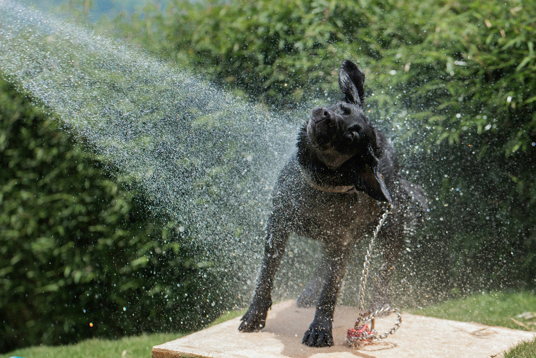 How to relieve dog itching after grooming?