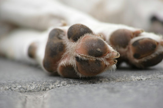 How to Groom Your Dog's Paws Like a Pro