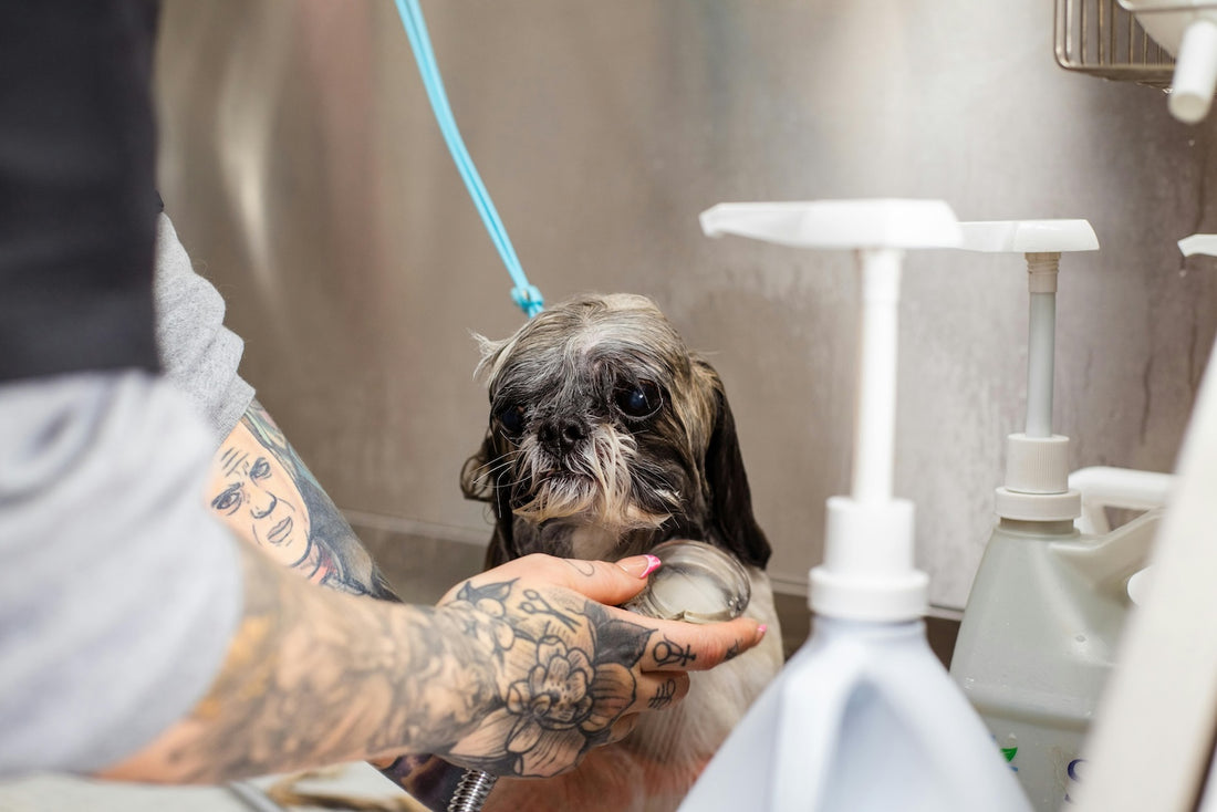 How much does dog grooming cost? Professional Services vs. Home Grooming