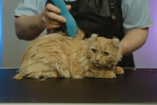 How to Groom a Cat: A Comprehensive Guide