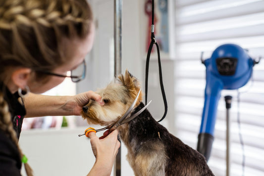 How much to Tip Dog Groomer?